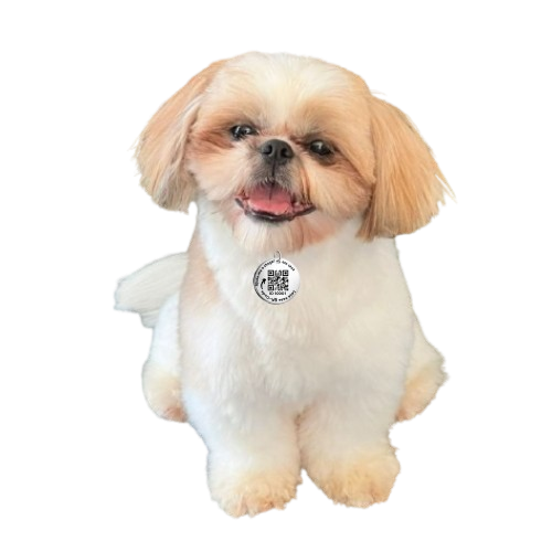 Cão com QR Patas no pescoço